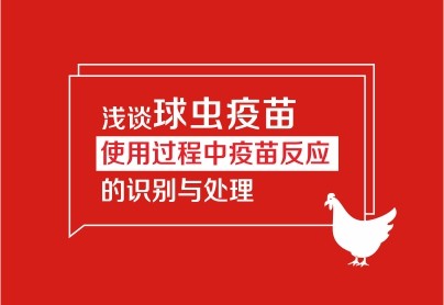 淺談球蟲疫苗使用過程中疫苗反應(yīng)的識別與處理